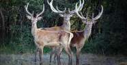 Kızıl geyik sayısı artıyor