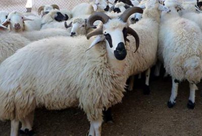 Küçükbaşa yöneliş artıyor