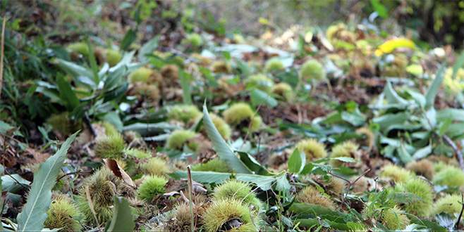 Katil arılar kestane fiyatlarını uçurdu