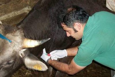 Aşılama ücretlerine devlet desteği