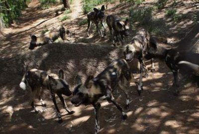 Oxford profesörünü sokak köpekleri yedi