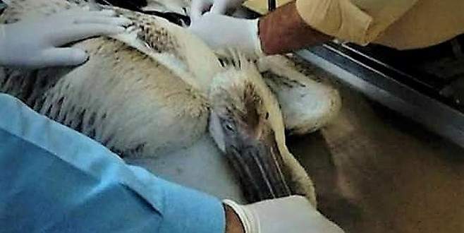 Yaralı pelikanı duyarlı vatandaş kurtardı