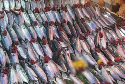 Palamut 5 liraya düştü