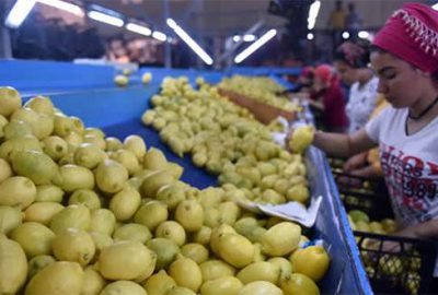 Narenciye üreticileri yeni sezondan umutlu