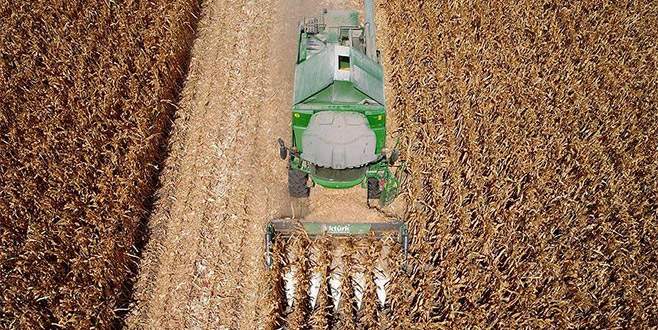 Beyaz et sektörü büyüdü, mısır üretimi yüzde 81 arttı