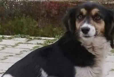 Bir haftada 4 köpeği öldürdüler