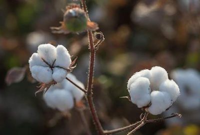 Pamuk fiyatlarında artış bekleniyor