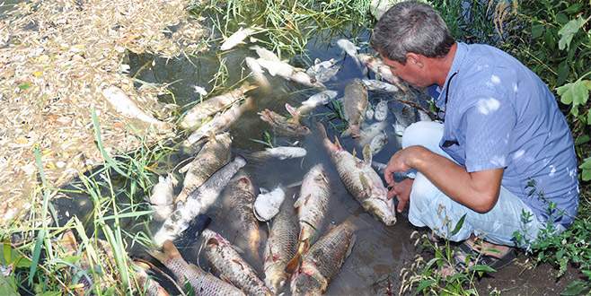 Bursa’da korkutan balık ölümleri