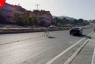 Başı boş eşek, trafiği tehlikeye düşürdü