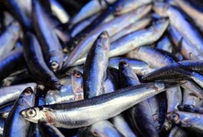 Hamsinin fiyatı düştü