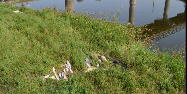 Bursa’da çok sayıda ölü balık kıyıya vurdu