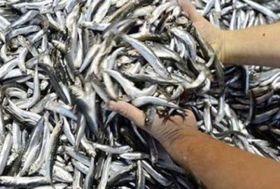 Balıkçılara hamsi uyarısı