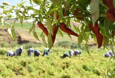 Ekmeğini ‘acı’dan çıkaran köy
