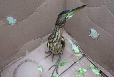 Otomobilin kaportasında bulundu! Nesli tükenmek üzere…