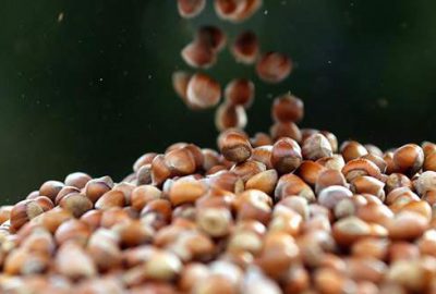 Fındık ihracatında en fazla satış Almanya’ya