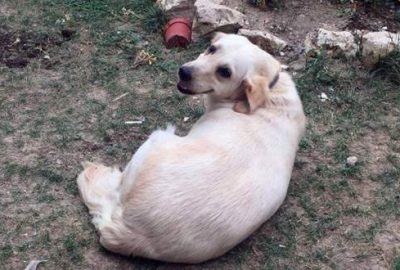 Evin bahçesinde köpek hırsızlığı