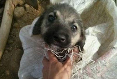 Çuvaldan gelen sesler yavru köpeğin hayatını kurtardı