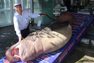 Marmaralı balıkçılar gözlerine inanamadı