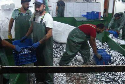 1 tekneyle 2 saatte 1250 kasa balık