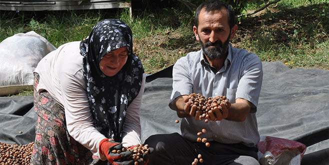 İnegöl fındığı Karadeniz’e rakip