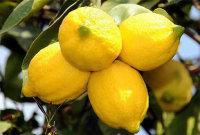 Limon 2 liradan dalından koptu