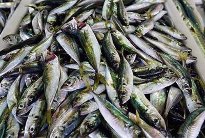 İstavrit bolluğu fiyatlara yansıdı