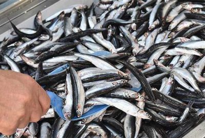 Hamsi tezgahta 15 lira