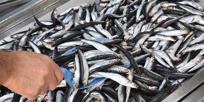 Hamsi tezgahta 15 lira Hamsi tezgahta 15 lira