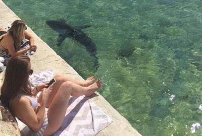 Köpek balığı kıyıya kadar geldi! Kimse yerinden kıpırdamadı