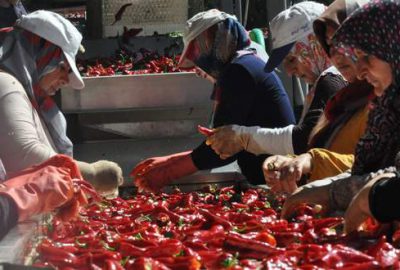 Kulaca’dan Hollanda’ya 700 ton acı biber salçası