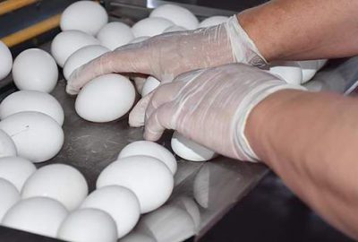 Türk yumurtası 19 ülkeye ihraç edildi