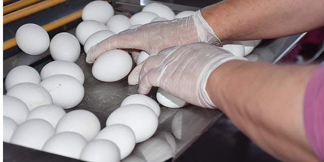 Türk yumurtası 19 ülkeye ihraç edildi