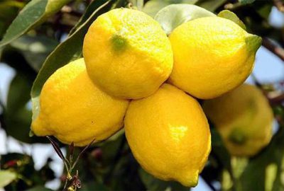 Limon el yakmaya devam edecek