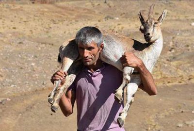 Yaralı dağ keçisini 17 kilometre sırtında taşıdı
