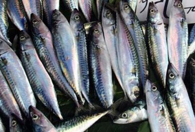 Marmara’dan 40 yıl sonra çıktı, kilosu 20 lira