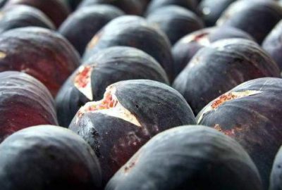 Siyah incir üreticisine ’10 günlük tatil’ darbesi