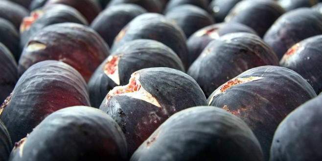 Siyah incir üreticisine ’10 günlük tatil’ darbesi