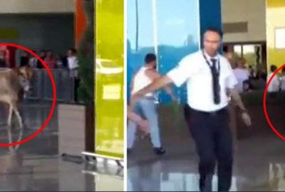 Kaçak boğa AVM’yi birbirine kattı