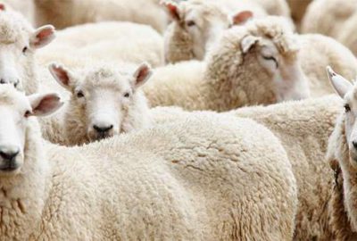 Fiyatı yüksek bulan yarını beklesin