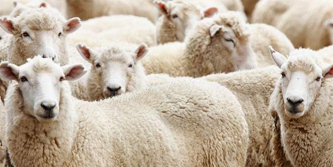 Fiyatı yüksek bulan yarını beklesin