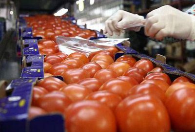 ‘Rusya’ya domates ihracatında eskiyi yakalayabiliriz’