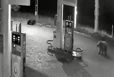 Bozayı akaryakıt istasyonuna girdi