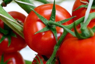 Rusya domates yasağını resmen kaldırdı