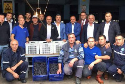 Mudanya kooperatifi 10 bin ton zeytin alacak