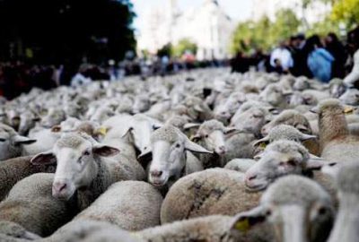 Binden fazla koyun şehre indi