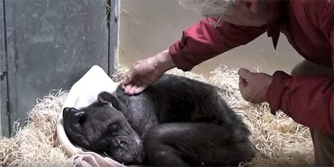 İzleyenleri duygulandıran video paylaşım rekorları kırıyor İzleyenleri duygulandıran video paylaşım rekorları kırıyor