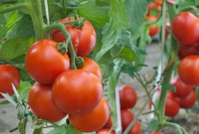 Domateste çözüm yakın