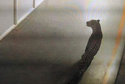 Otomobil fabrikasına giren leopar, üretimi durdurdu
