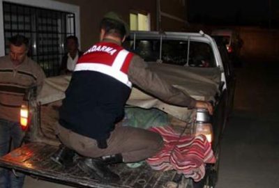 Mantar toplarken ayı saldırdı