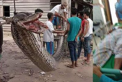 7 metrelik dev pitonu güreşerek öldürdü!